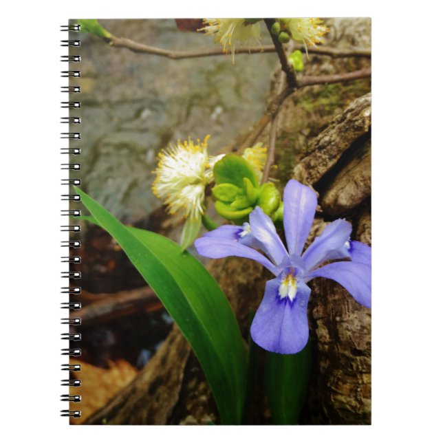Cuaderno Enanos enanos Iris flor azul morada blanca (Frente)