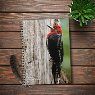 Cuaderno Encuentro con un sucker de pecho rojo