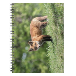 Cuaderno Equipo del Fox rojo