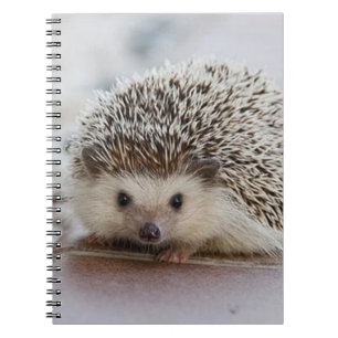 Cuaderno Erizo bebé  