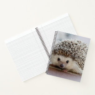 Cuaderno Erizo bebé  