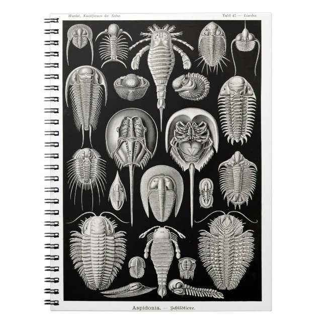 Cuaderno Ernst Haeckel Aspidonia (Frente)