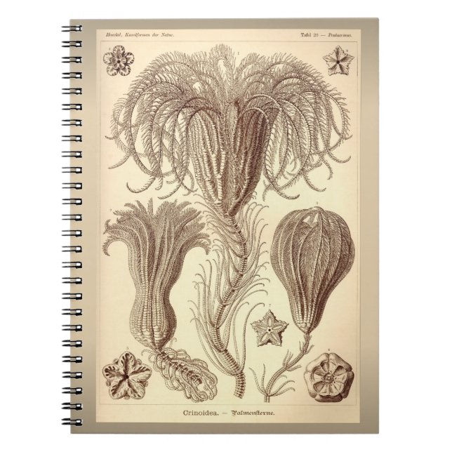 Cuaderno Ernst Haeckel- Crinoids (Frente)