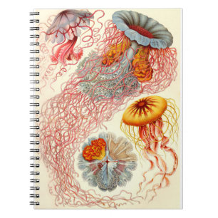 Cuaderno Ernst Haeckel "Discomedusae - Desmonema"