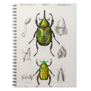 Cuaderno Escarabajo jewel Eastern Hecules Beetle