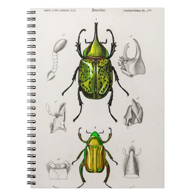 Cuaderno Escarabajo jewel Eastern Hecules Beetle (Frente)