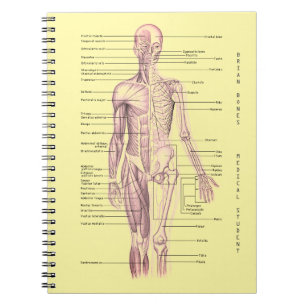 Cuaderno Escuela personalizada diagrama médico humano de l