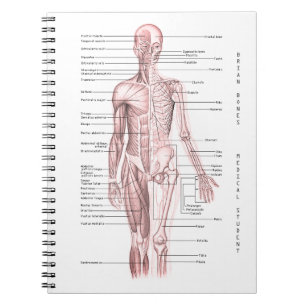 Cuaderno Escuela personalizada diagrama médico humano de l