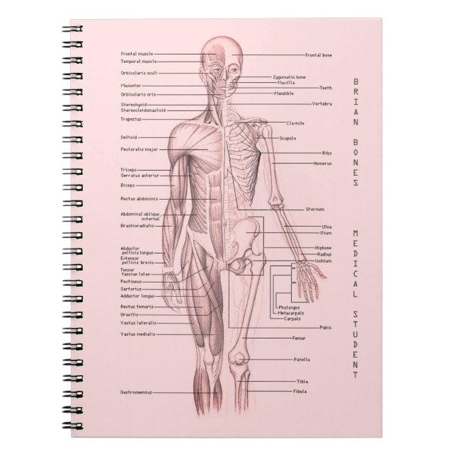 Cuaderno Escuela personalizada diagrama médico humano de la (Frente)