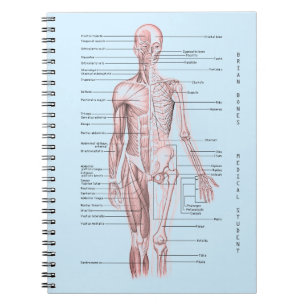 Cuaderno Escuela personalizada diagrama médico humano de la