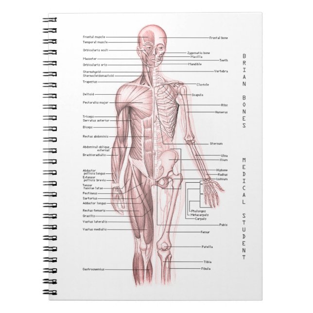 Cuaderno Escuela personalizada diagrama médico humano de la (Frente)