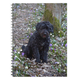 Cuaderno Español de Black English Springer