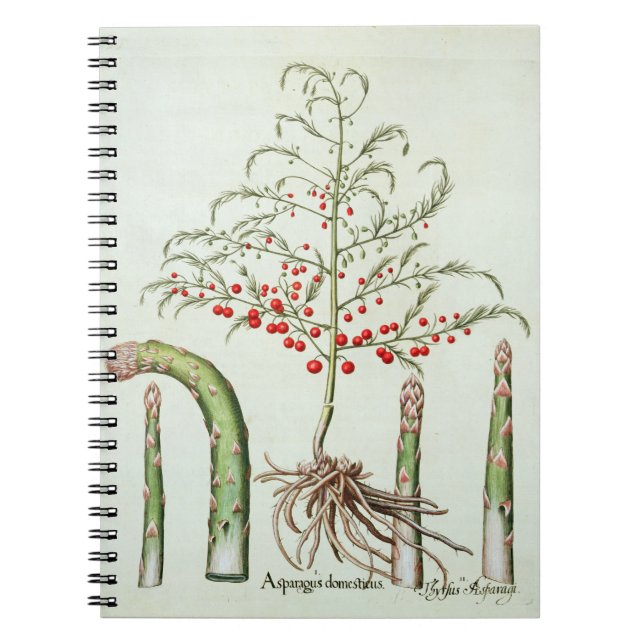 Cuaderno Espárrago común en flor y fruta, del 'Ho (Frente)
