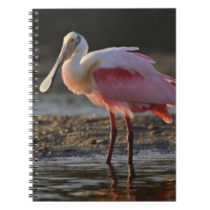 Cuaderno Espátula rosada, Ajaia ajaja, Ding Darling