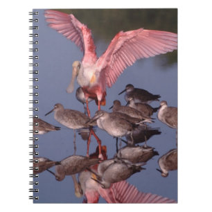 Cuaderno Espátula rosada con zarapitos en aguas poco profun