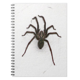 Cuaderno Espinosa araña
