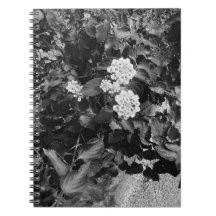 Espiral de flores antiguas