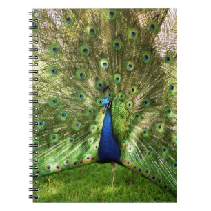 Cuaderno espiral del pavo real