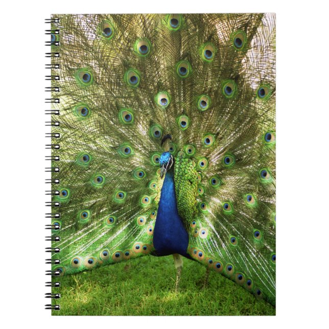 Cuaderno espiral del pavo real (Frente)