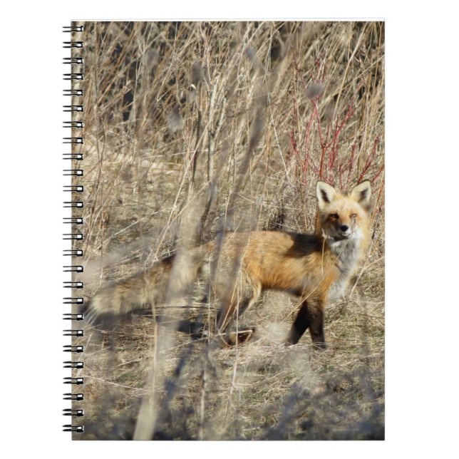 Cuaderno espiral rojo del Fox del Adirondacks (NY) (Frente)