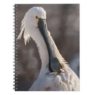 Cuaderno Esponbosa euroasiática
