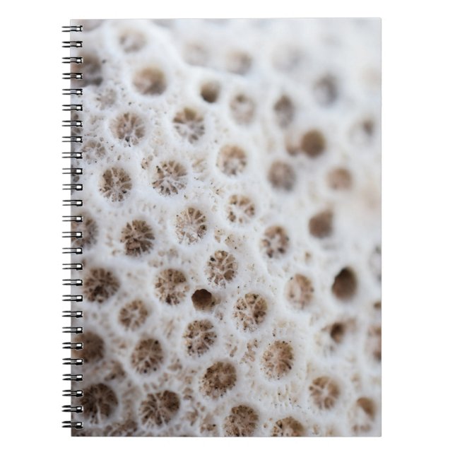 Cuaderno Espuma (Frente)