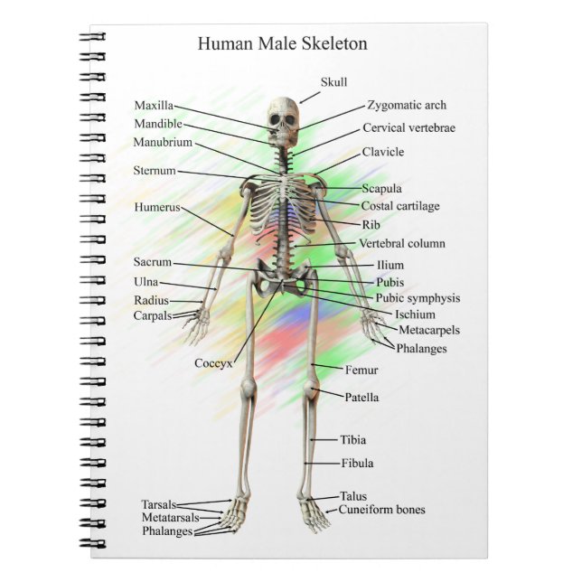 Cuaderno esquelético masculino humano (Frente)