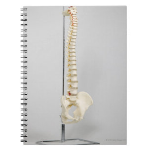 Cuaderno Esqueleto de la quiropráctica