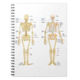 Cuaderno Esqueleto humano etiquetado carta de la anatomía