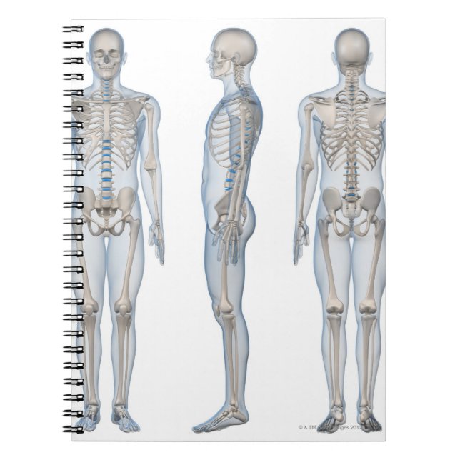 Cuaderno Esqueleto masculino 2 (Frente)