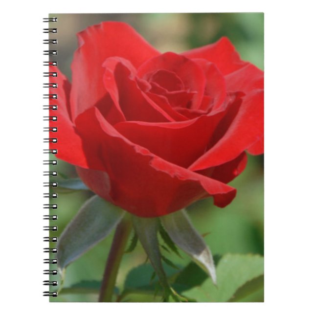 Cuaderno Estados Unidos, Kansas, Red Rose (Frente)