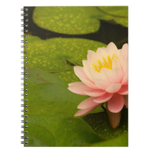 Cuaderno Estados Unidos, Maryland, Westminster, Union
