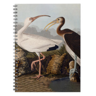 Cuaderno Estampa Clásica de Pájaro Ibis Blanco de John Jame