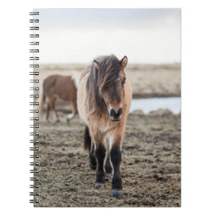 CUADERNO ESTOS CABALLOS SON MUY DULCES E INQUISITIVOS
