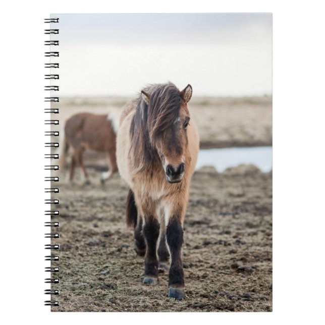 CUADERNO ESTOS CABALLOS SON MUY DULCES E INQUISITIVOS (Frente)