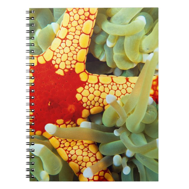 Cuaderno Estrella de mar roja y amarilla (Frente)