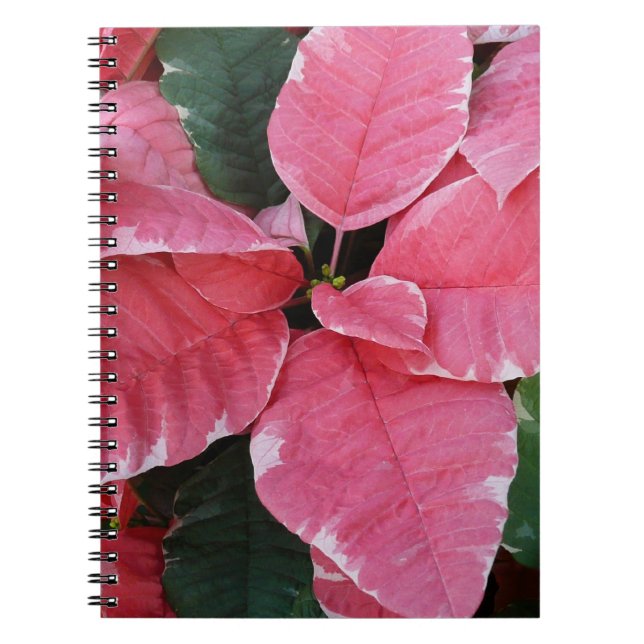 Cuaderno Estrella plateada de mármol Poinsettias Flor de va (Frente)