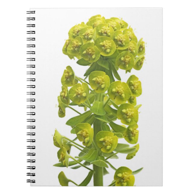 Cuaderno Euforbio (Frente)