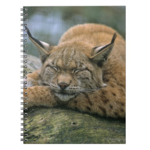 Cuaderno Europ �_ischer Luchs, Eurasischer Luchs (Lynx)