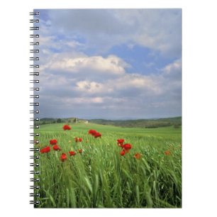 Cuaderno Europa, Toscana, Poggiolo. Las amapolas rojas se m