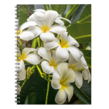 Cuaderno exótico del Plumeria de la isla