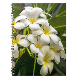 Cuaderno exótico del Plumeria de la isla