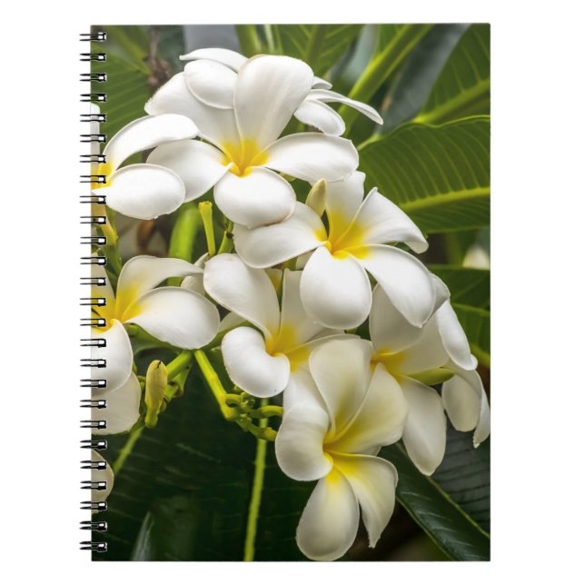 Cuaderno exótico del Plumeria de la isla (Frente)