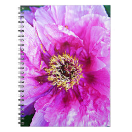 Cuaderno Explosión rosa