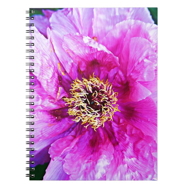Cuaderno Explosión rosa (Frente)