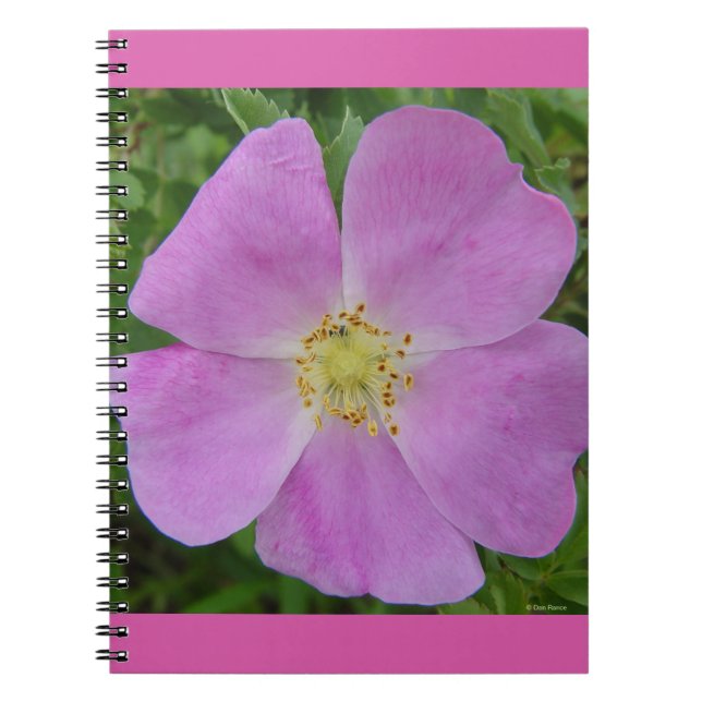 Cuaderno F11 Rosa salvaje "Rosa arkansana" (Frente)