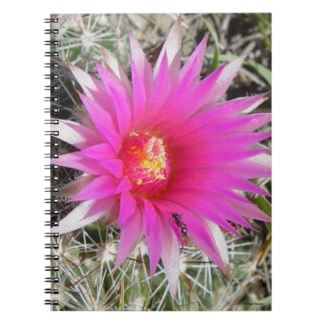 Cuaderno F12 Flor de cactus de bolas "Escobaria vivipara" (Frente)