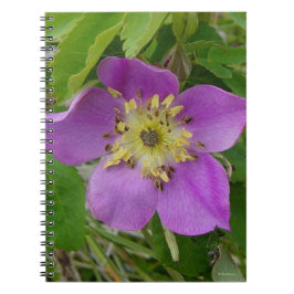 Cuaderno F13 Rosa silvestre Alberta Rosa salvaje