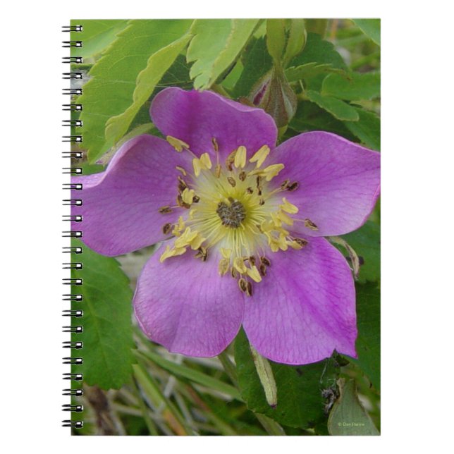Cuaderno F13 Rosa silvestre Alberta Rosa salvaje (Frente)