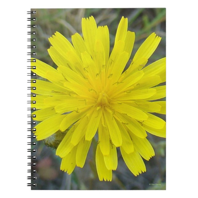 Cuaderno F16 Flor Amarilla Rey Diablo (Frente)